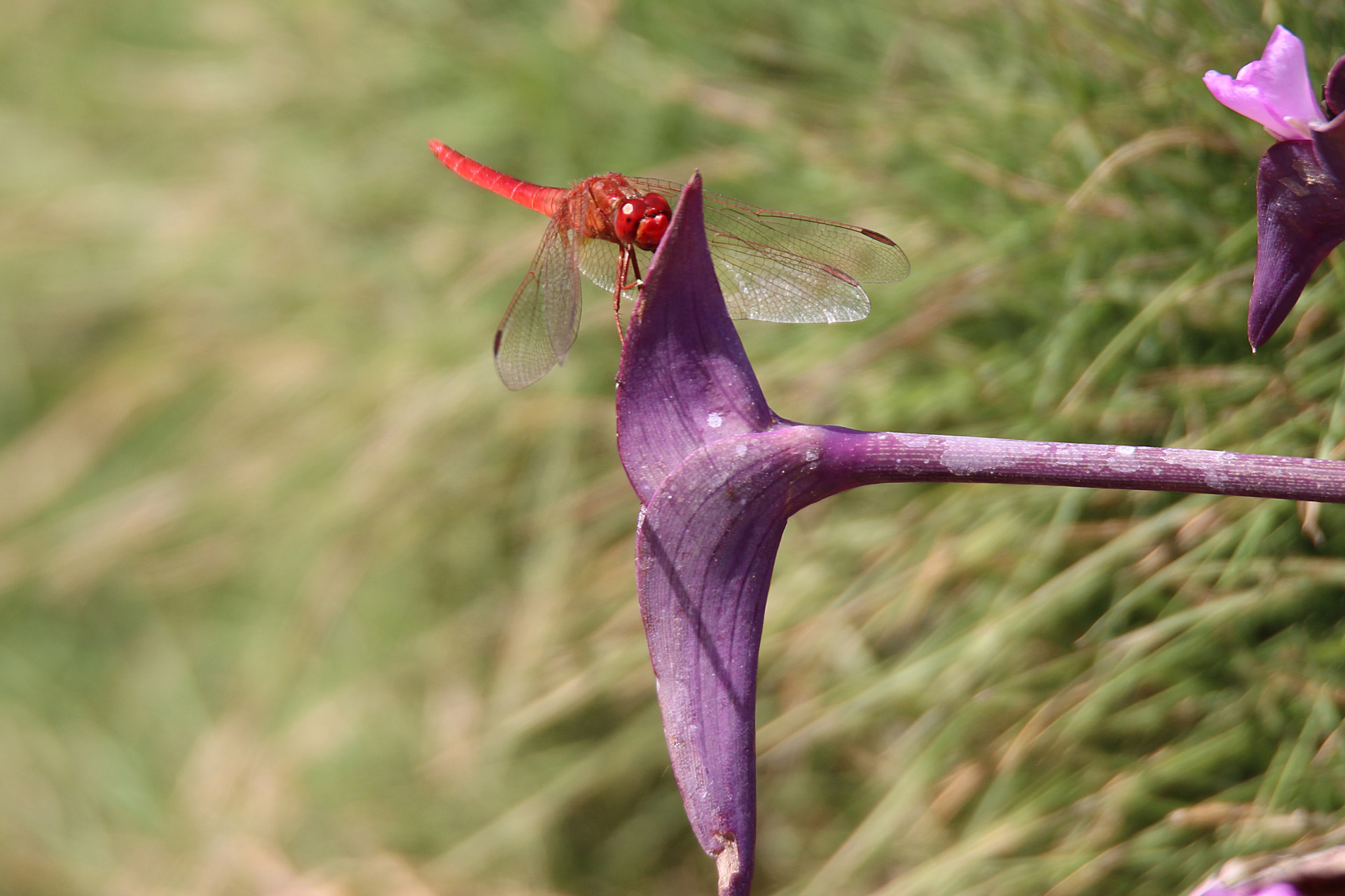 Rote Libelle in Hassan - Südindien
